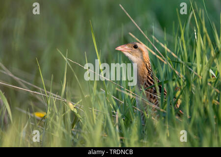 Mais crakear, Wachtelkönig (Crex crex), nach einem Versteck in Grünland, Russland Stockfoto