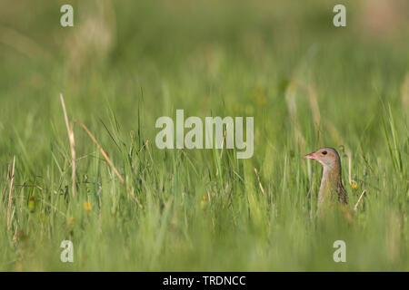 Mais crakear, Wachtelkönig (Crex crex), nach einem Versteck in Grünland, Russland Stockfoto