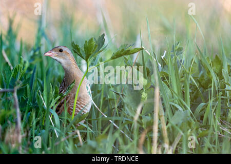 Mais crakear, Wachtelkönig (Crex crex), nach einem Versteck in Grünland, Russland Stockfoto