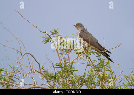 Eurasischen Kuckuck (Cuculus canorus), männlich Sitzen auf einem Baum, Ungarn Stockfoto