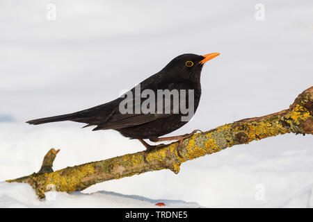 Amsel (Turdus merula), männlich im Winter auf einem Zweig, Deutschland Stockfoto