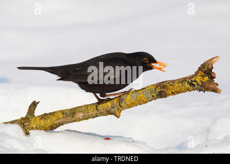 Amsel (Turdus merula), männlich im Winter auf einem Zweig mit dem Kernel in den Schnabel, Deutschland Stockfoto