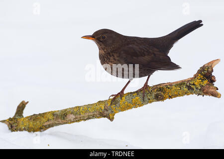 Amsel (Turdus merula), Weibliche im Winter auf einem Zweig, Deutschland Stockfoto