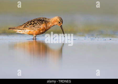 Curlew sandpiper (Calidris ferruginea), Erwachsene in der Zucht Gefieder, Deutschland Stockfoto