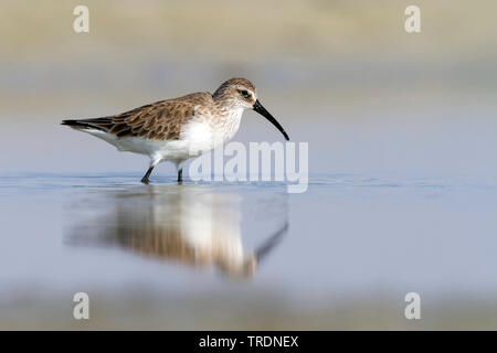 Curlew sandpiper (Calidris ferruginea), im Winter Gefieder, Oman Stockfoto