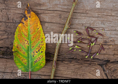 Balsam poplar, Ost Balsam-Pappel (Populus balsamifera tacamahac), Herbst Blatt eine Knospen, Deutschland Stockfoto