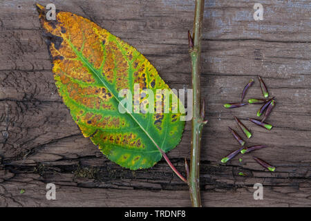 Balsam poplar, Ost Balsam-Pappel (Populus balsamifera tacamahac), Herbst Blatt eine Knospen, Deutschland Stockfoto