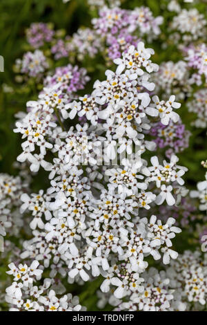 Wilde Schleifenblume, bittere Schleifenblume (Iberis Amara), blühen Stockfoto