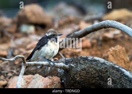 Zypern Steinschmätzer (Oenanthe cypriaca), Weibliche, Zypern Stockfoto