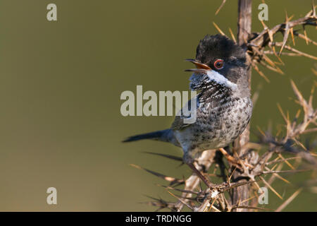 Zypern Warbler (Sylvia melanothorax), singende Männchen auf einem Busch, Zypern Stockfoto