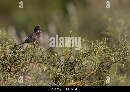 Zypern Warbler (Sylvia melanothorax), male auf einem Busch, Zypern Stockfoto