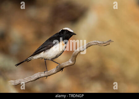 Zypern Steinschmätzer (Oenanthe cypriaca), männlich Sitzen auf einem Ast, Zypern Stockfoto