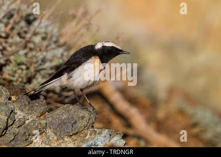 Zypern Steinschmätzer (Oenanthe cypriaca), male auf einem Stein saß, Zypern Stockfoto