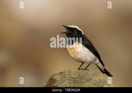 Zypern Steinschmätzer (Oenanthe cypriaca), singende Männchen auf einem Felsen, Zypern Stockfoto