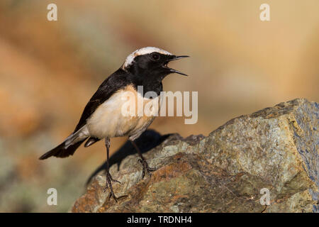 Zypern Steinschmätzer (Oenanthe cypriaca), singende Männchen auf einem Felsen, Zypern Stockfoto