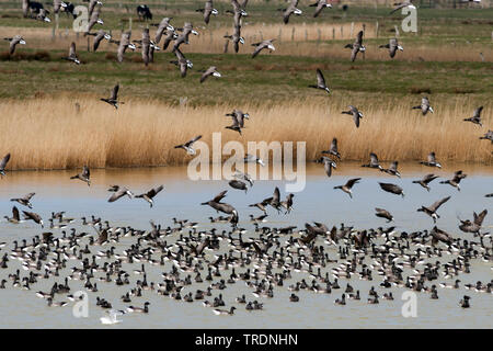 Ringelgans (Branta bernicla bernicla, Branta bernicla), Herde im Wasser, Deutschland Stockfoto