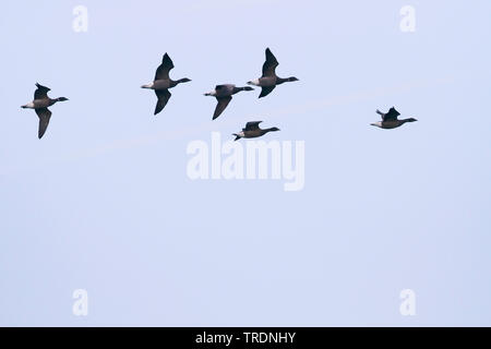 Ringelgans (Branta bernicla bernicla, Branta bernicla), Fliegende Gruppe, Deutschland Stockfoto