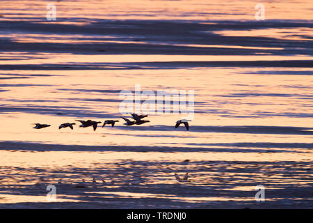 Ringelgans (Branta bernicla bernicla, Branta bernicla), Fliegende Gruppe über das Meer bei Sonnenuntergang, Deutschland Stockfoto