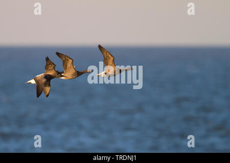 Ringelgans (Branta bernicla bernicla, Branta bernicla), Fliegende Gruppe von einem Jahr alten Gänse, Deutschland Stockfoto