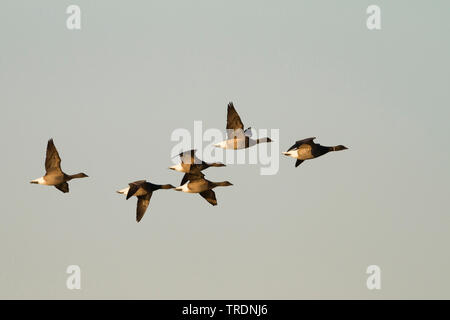 Ringelgans (Branta bernicla bernicla, Branta bernicla), Fliegende Gruppe von einem Jahr und Erwachsenen Gänse in den Himmel, Deutschland Stockfoto