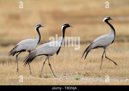 Demoiselle Crane (Anthropoides virgo), Erwachsener mit zwei Jugendliche in Steppen, Kasachstan Stockfoto