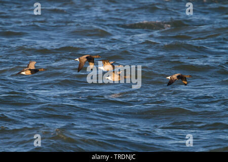 Ringelgans (Branta bernicla bernicla, Branta bernicla), Fliegende Gruppe von einem Jahr und Erwachsenen Gänse über das Meer, Deutschland Stockfoto