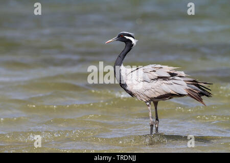 Demoiselle Crane (Anthropoides virgo), im flachen Wasser stehend, Oman Stockfoto