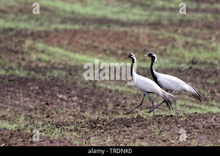 Demoiselle Crane (Anthropoides virgo), zwei Kräne in der Balz auf einem Feld, Russland, Baikalsee Stockfoto