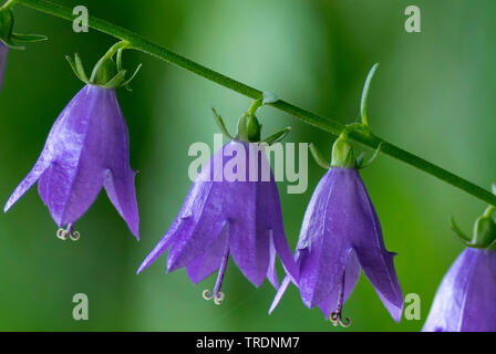 Creeping Bellflower, Rover Glockenblume (Campanula rapunculoides), Blumen, Deutschland, Bayern, Murnauer Moos Stockfoto