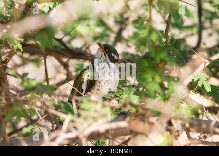 Didric Kuckuck (Chrysococcyx caprius), im Busch, Oman Stockfoto