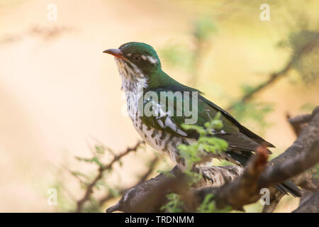 Didric Kuckuck (Chrysococcyx caprius), sitzend auf einem Busch, Oman Stockfoto