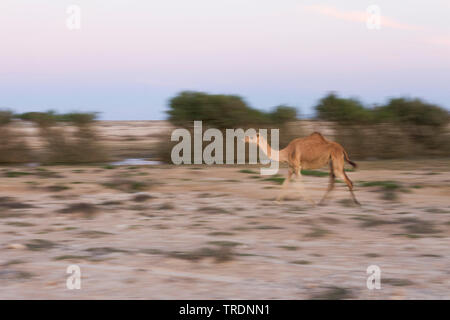 Dromedar, one-Humped Camel (Camelus dromedarius), in der Wüste bei Al Mughsayl, Oman läuft Stockfoto