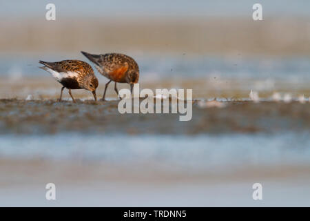 Strandläufer (Calidris alpina), Erwachsene mit Curlew Sandpiper, Deutschland Stockfoto