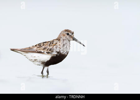 Strandläufer (Calidris alpina), auf der Suche nach Nahrung im Wasser, Deutschland Stockfoto