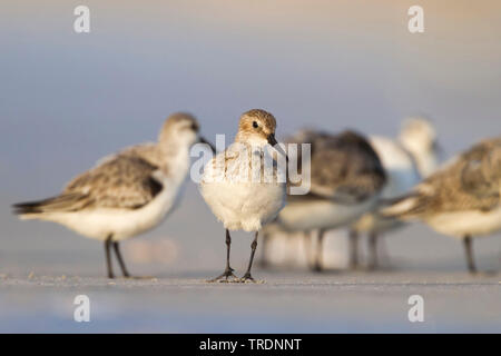 Strandläufer (Calidris alpina), am Strand mit Sanderling, Oman Stockfoto