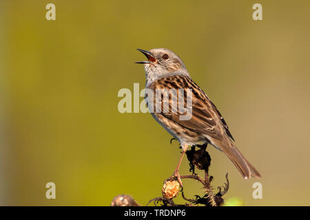 Dunnock (Phasianus colchicus), Gesang männlich, Deutschland Stockfoto