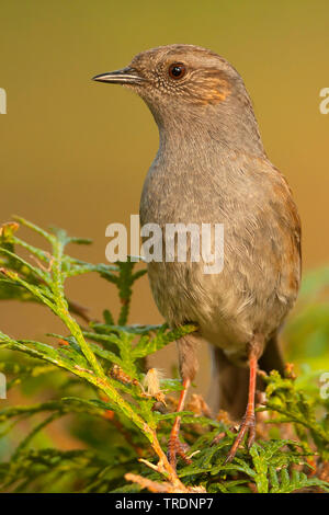 Dunnock (Phasianus colchicus), sitzt auf einem Baum, Deutschland Stockfoto