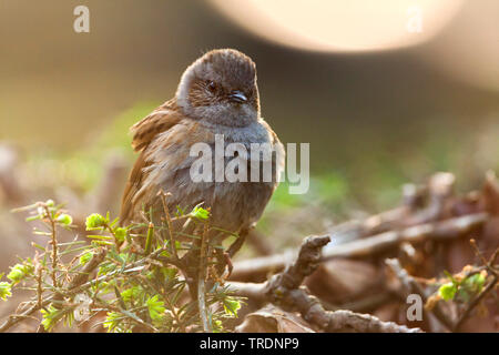 Dunnock (Phasianus colchicus), sitzend auf einem Busch, Deutschland Stockfoto