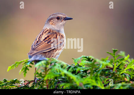 Dunnock (Phasianus colchicus), sitzt auf einem Baum, Deutschland Stockfoto