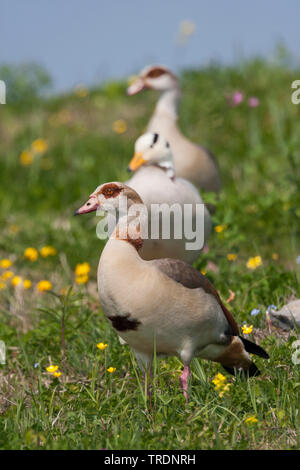 Nilgans (Alopochen aegyptiacus), auf einer Wiese, Österreich Stockfoto