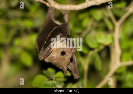 Ägyptische rousette, ägyptische Obst bat (Rousettus aegyptiacus, Rousettus aegypticus), an einem Zweig hängen, Oman Stockfoto