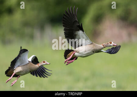 Nilgans (Alopochen aegyptiacus), paar Fliegen über eine Wiese, Frankreich Stockfoto