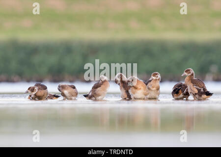 Nilgans (Alopochen aegyptiacus), gänschen von der Wasserseite, Deutschland Stockfoto