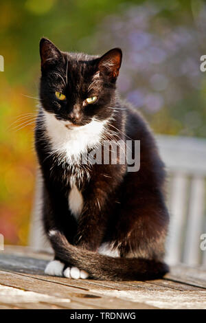 Hauskatze, Hauskatze (Felis silvestris f. catus), schwarz-weiße Katze sitzt auf einem Tisch Stockfoto