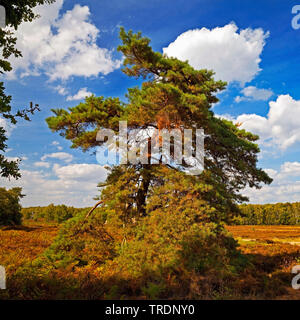 Schottische Kiefer, Kiefer (Pinus sylvestris), im Moor, Naturschutzgebiet Wahner Heide, Deutschland, Nordrhein-Westfalen, Bergisches Land Stockfoto