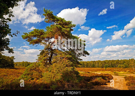 Schottische Kiefer, Kiefer (Pinus sylvestris), im Moor, Naturschutzgebiet Wahner Heide, Deutschland, Nordrhein-Westfalen, Bergisches Land Stockfoto