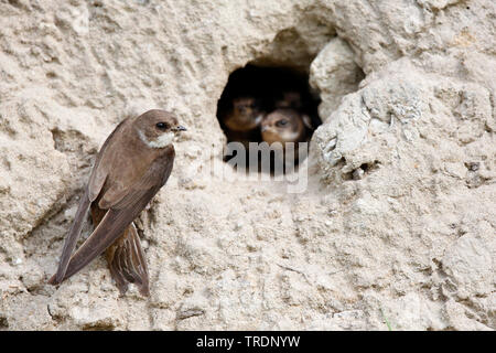 Uferschwalbe (Riparia riparia), nesting Sand Martins, Niederlande, Südholland, Rottemeren Stockfoto