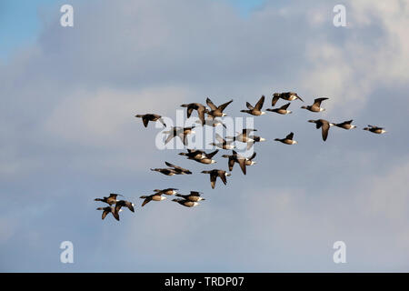 Ringelgans (Branta Bernicla), flying Group, Niederlande, Texel Stockfoto