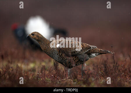 Das birkhuhn (Lyrurus tetrix, Tetrao tetrix), auf dem Boden, Niederlande Stockfoto