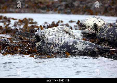 Kegelrobbe (Halichoerus grypus), ausruhen, Vereinigtes Königreich, England, Northumberland, Farne Islands Stockfoto